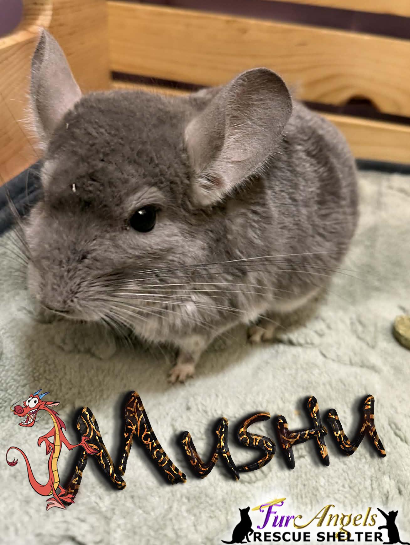 Mushu, ADOPTABLE, Young Male Chinchilla.