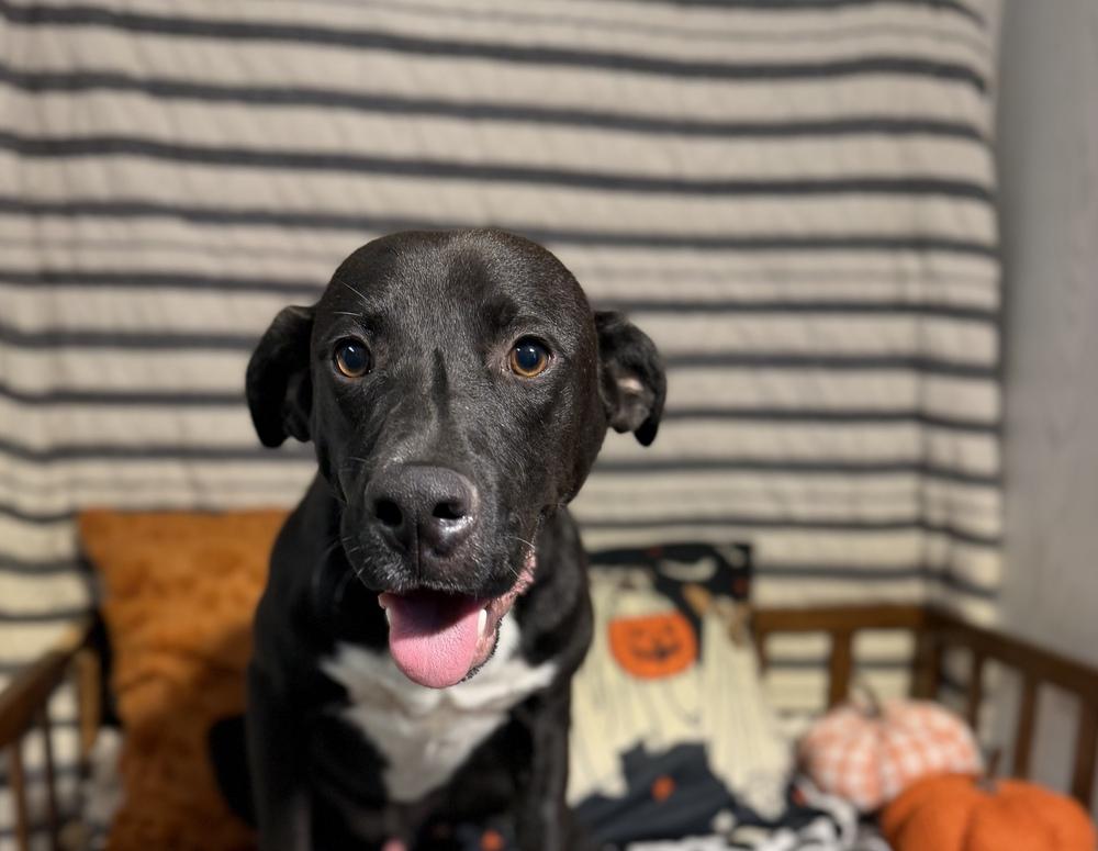 Enlarge BEAR, a Adoptable mixed breed in Opelousas, LA image 3/3