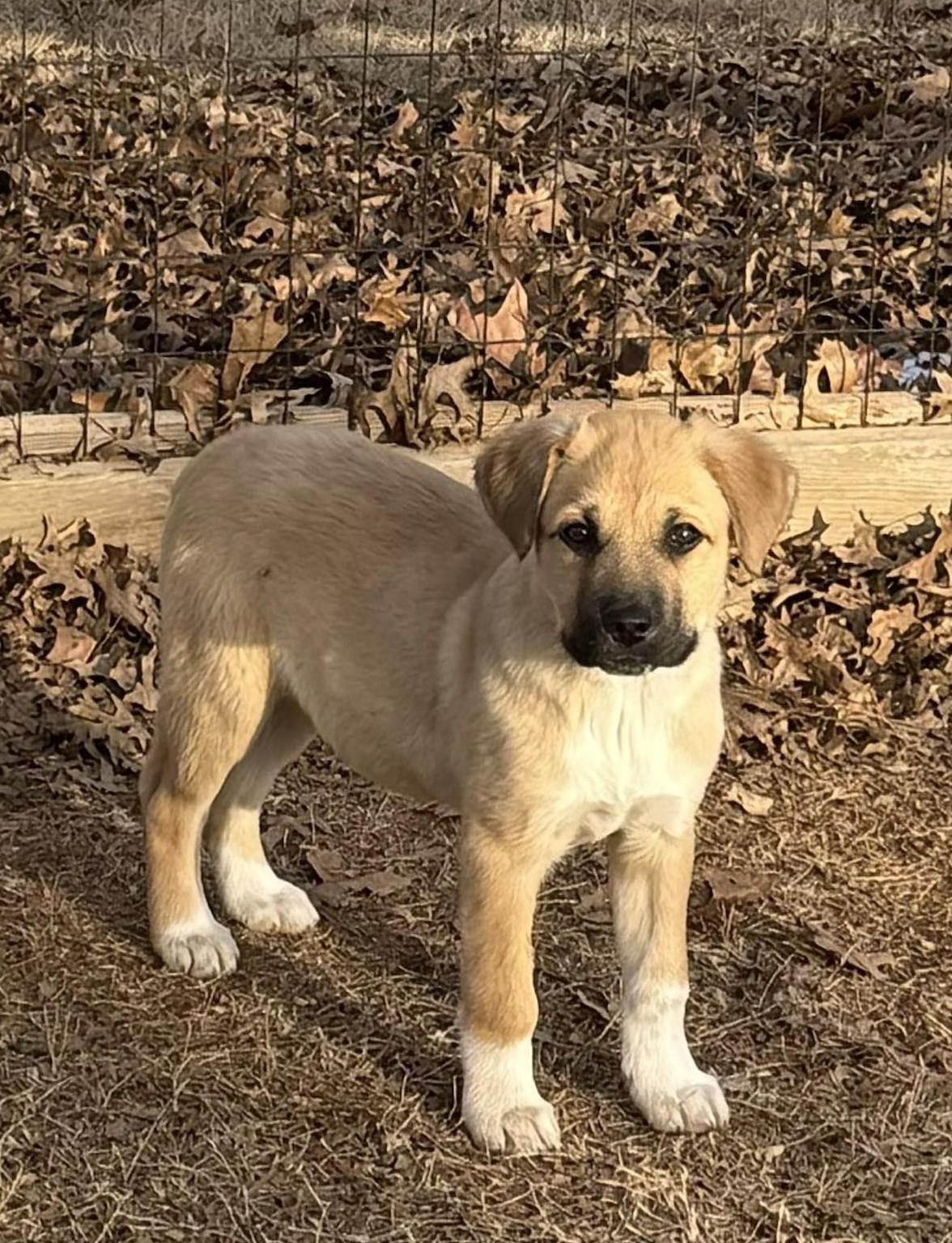 Enlarge Dutchess, a ADOPTABLE mixed breed in Uxbridge, MA image 1/1