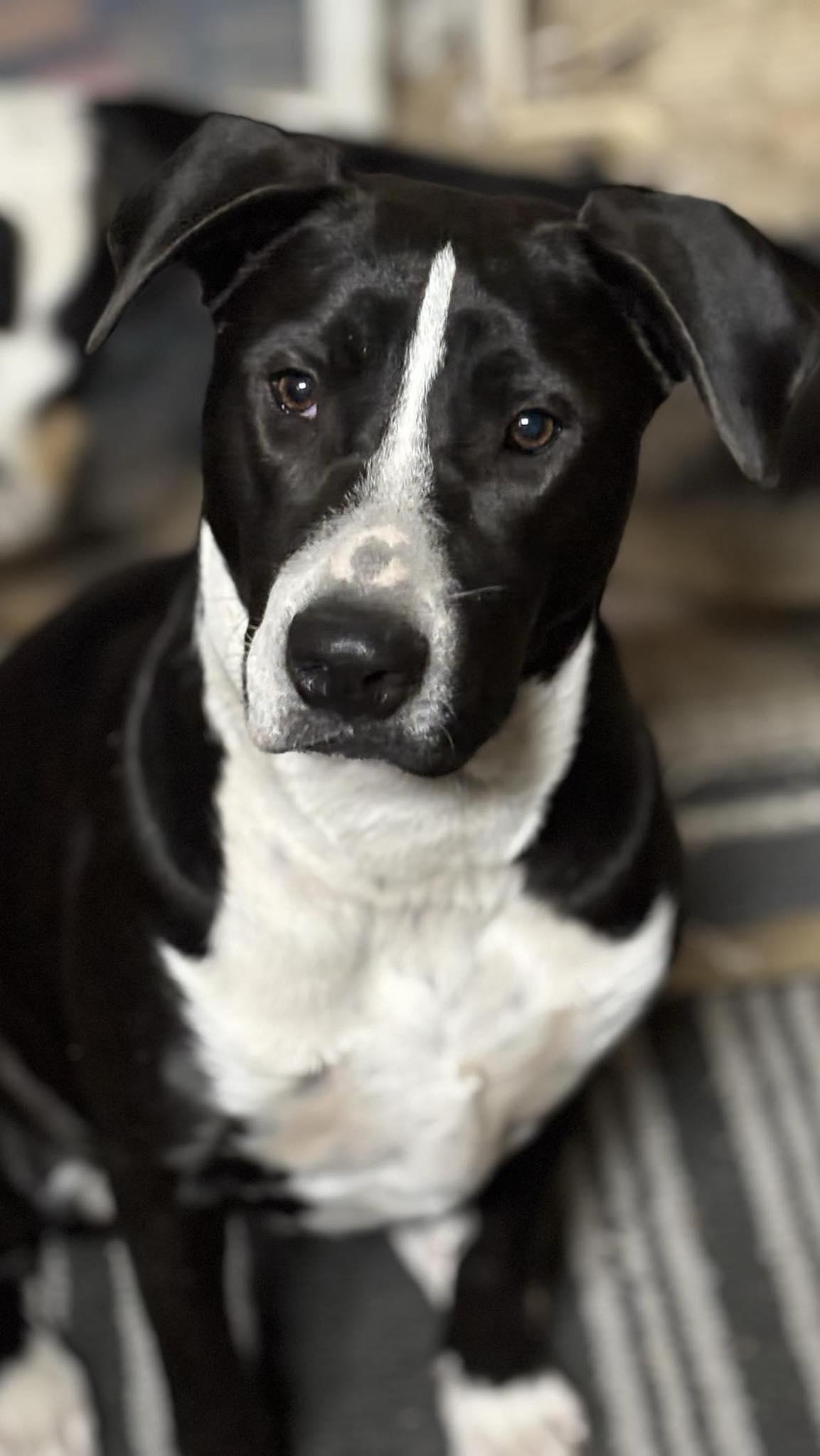 Enlarge Freddy, a Adoptable mixed breed in Olympia, WA image 2/5