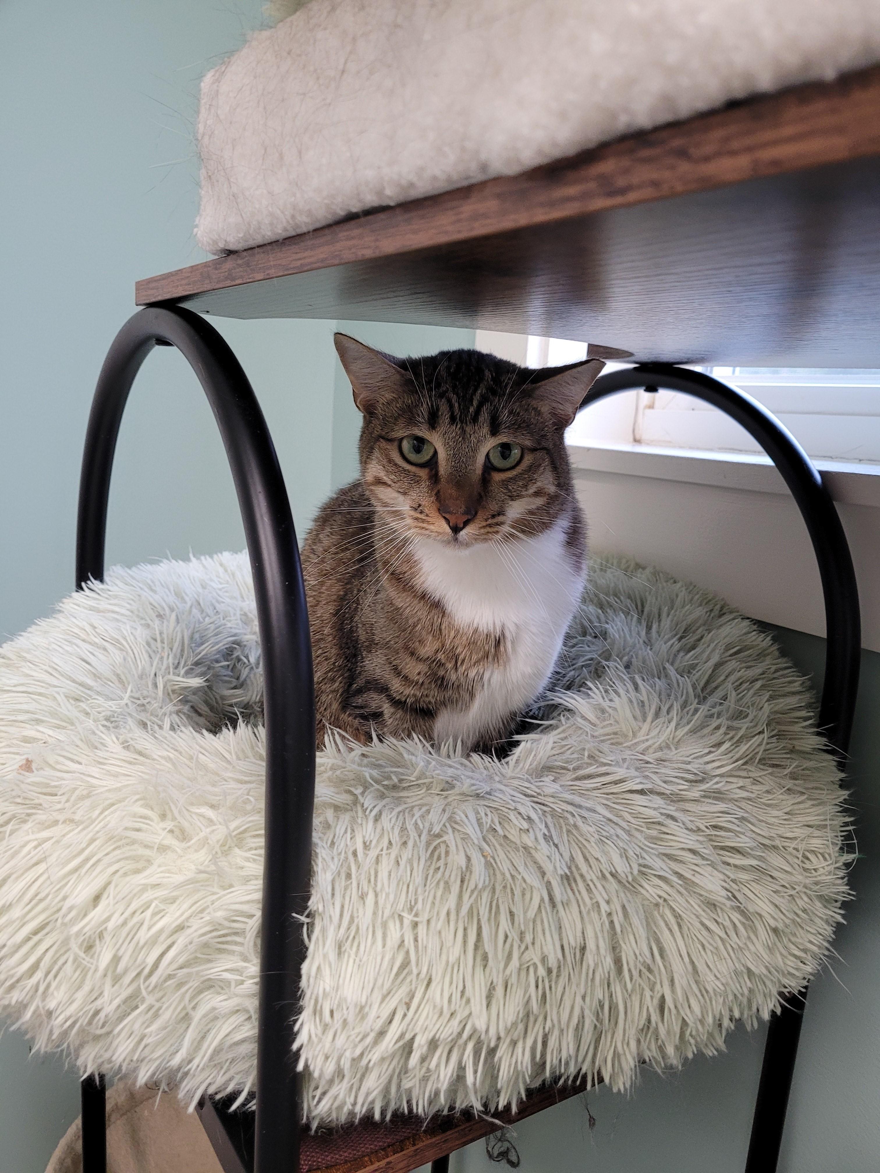 Enlarge Tinsel, a ADOPTABLE Domestic Short Hair in North Attleboro, MA image 2/3