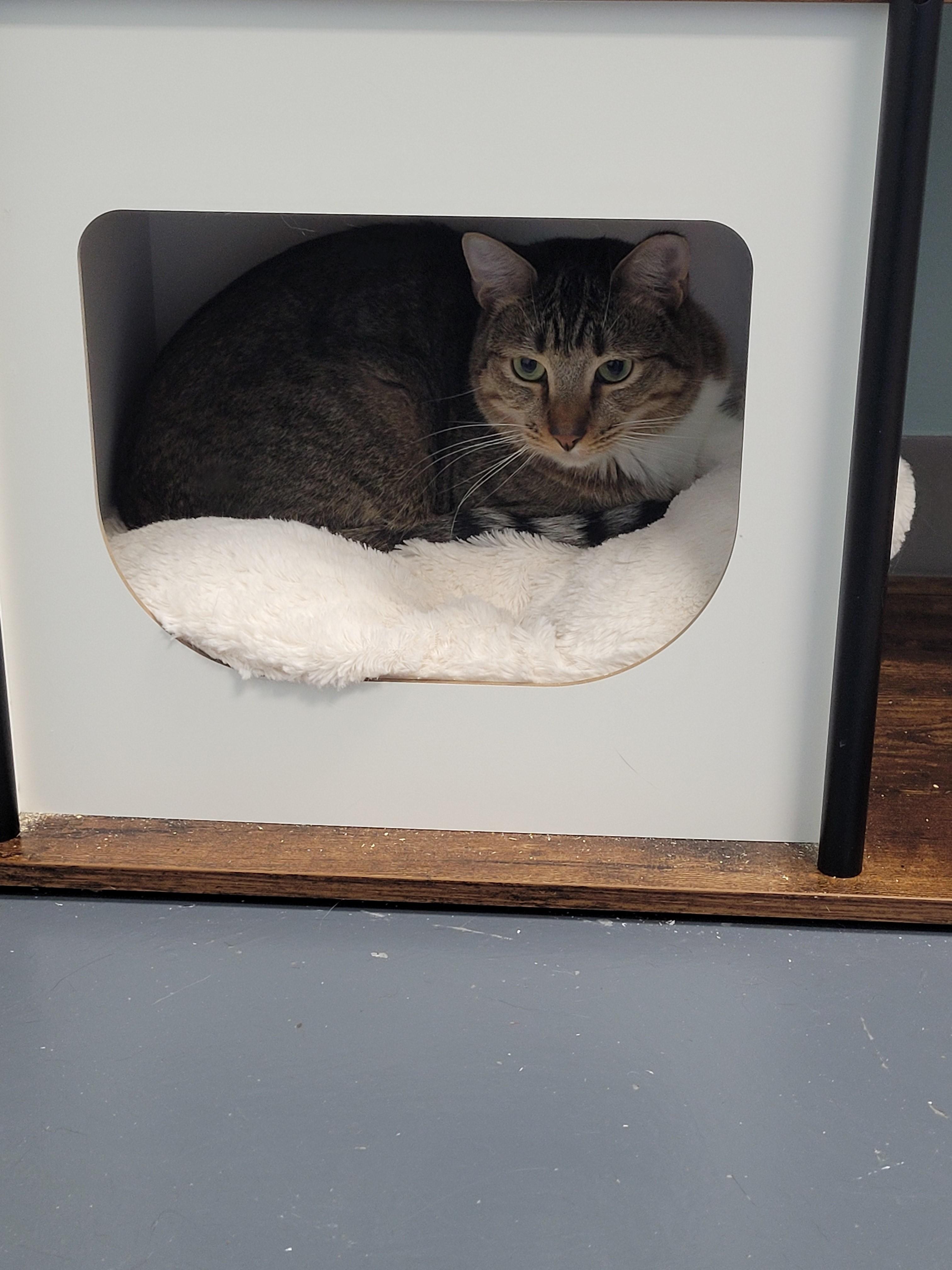 Enlarge Tinsel, a ADOPTABLE Domestic Short Hair in North Attleboro, MA image 3/3