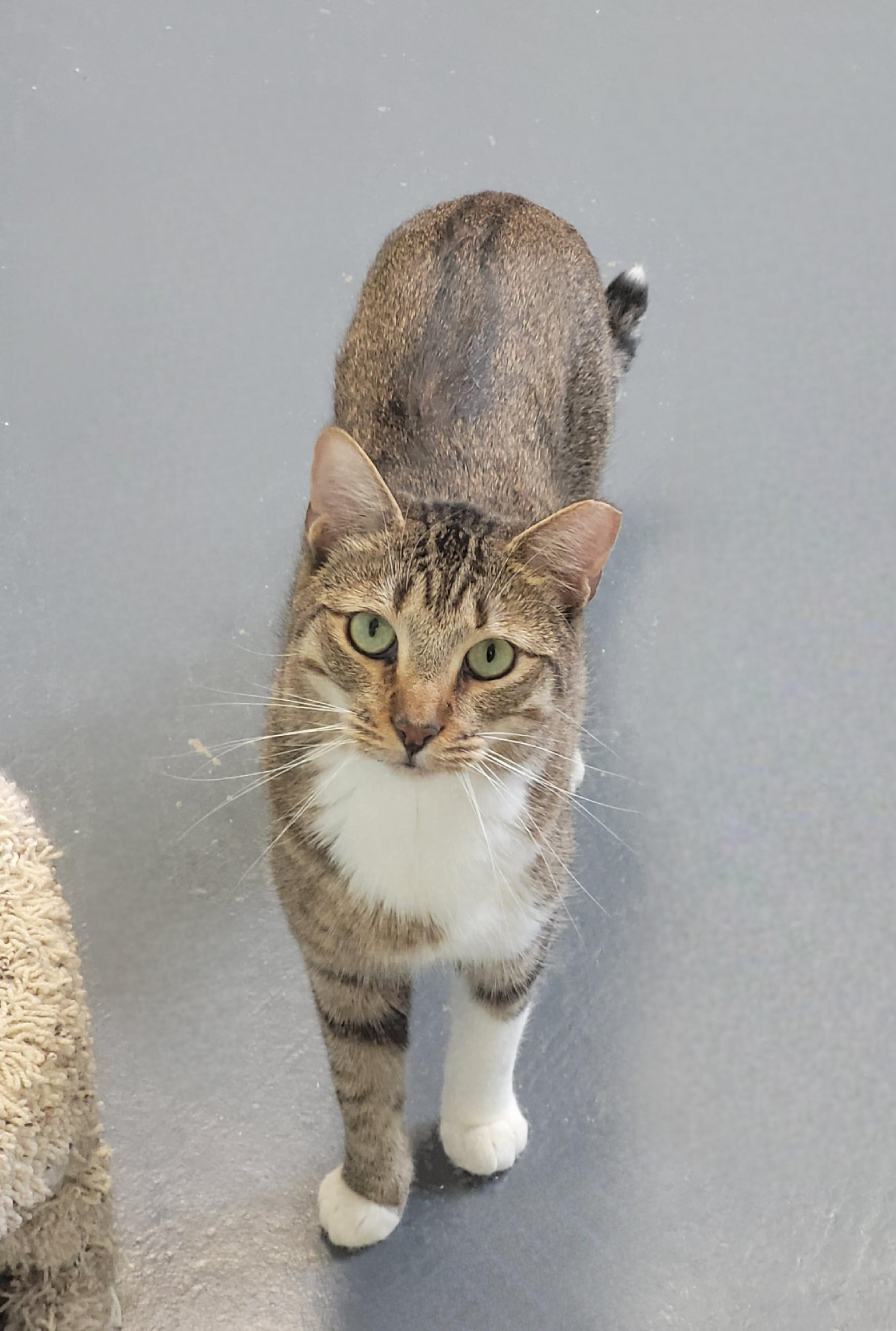 Enlarge Tinsel, a ADOPTABLE Domestic Short Hair in North Attleboro, MA image 1/3