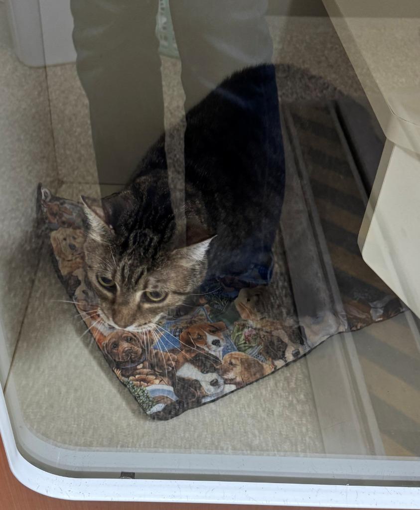 DEWEY, Adoptable, Senior Male Domestic Short Hair.
