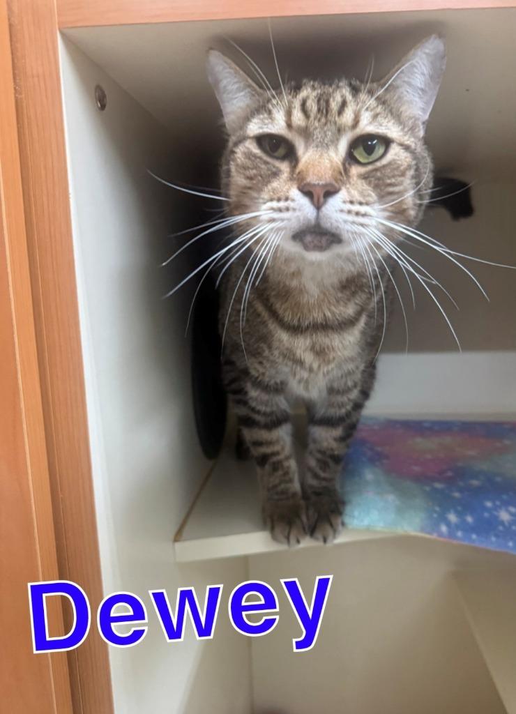 Enlarge DEWEY, a Adoptable mixed breed in Hastings, MI image 1/1