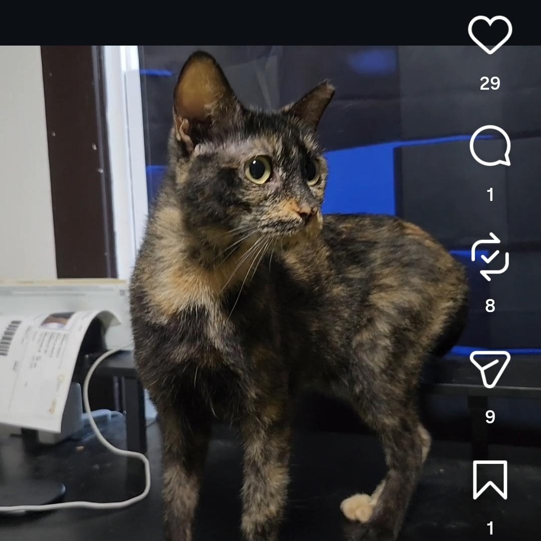 Enlarge Delilah, a Adoptable Tortoiseshell in Long Beach, CA image 2/2