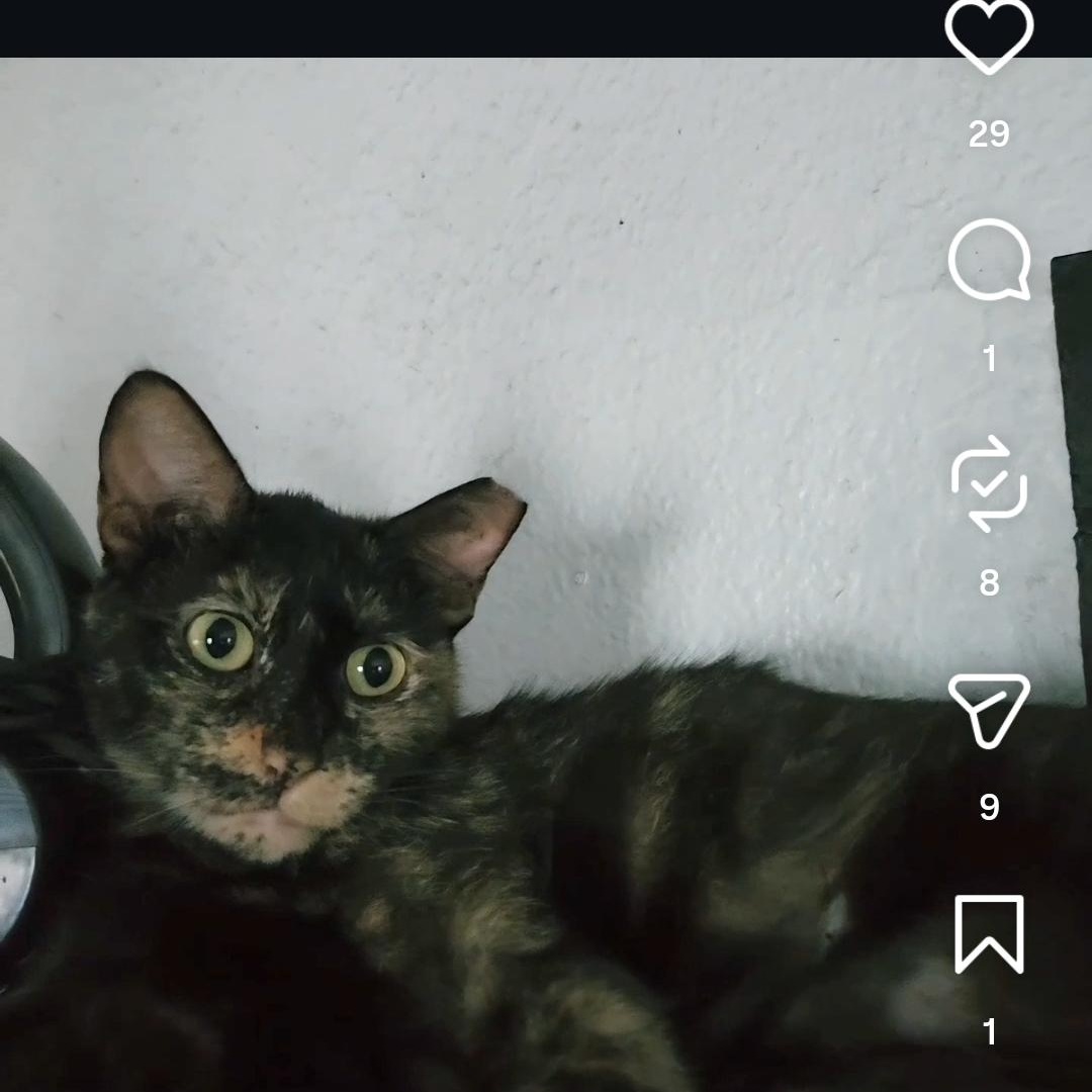 Delilah, Adoptable, Adult Female Tortoiseshell.