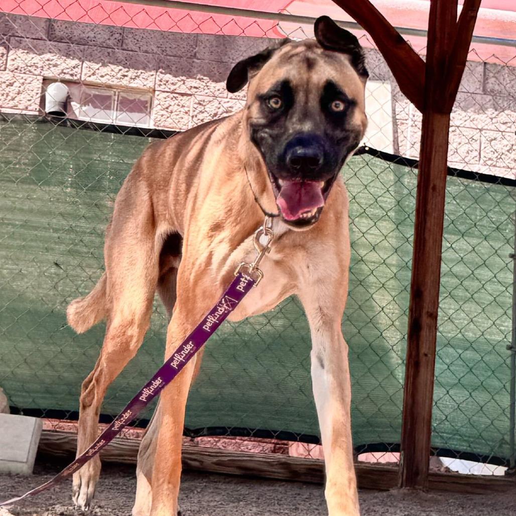 Enlarge Hercules, a Adoptable mixed breed in Las Vegas, NV image 1/6