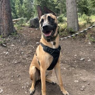 Enlarge Hercules, a Adoptable mixed breed in Las Vegas, NV image 2/6