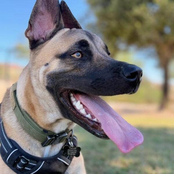 Enlarge Hercules, a Adoptable mixed breed in Las Vegas, NV image 3/6