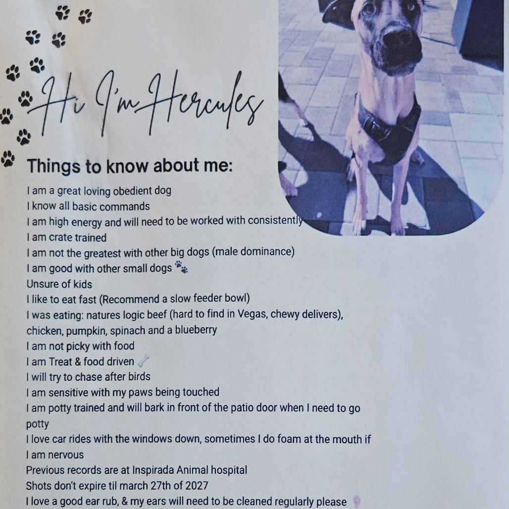 Enlarge Hercules, a Adoptable mixed breed in Las Vegas, NV image 4/6