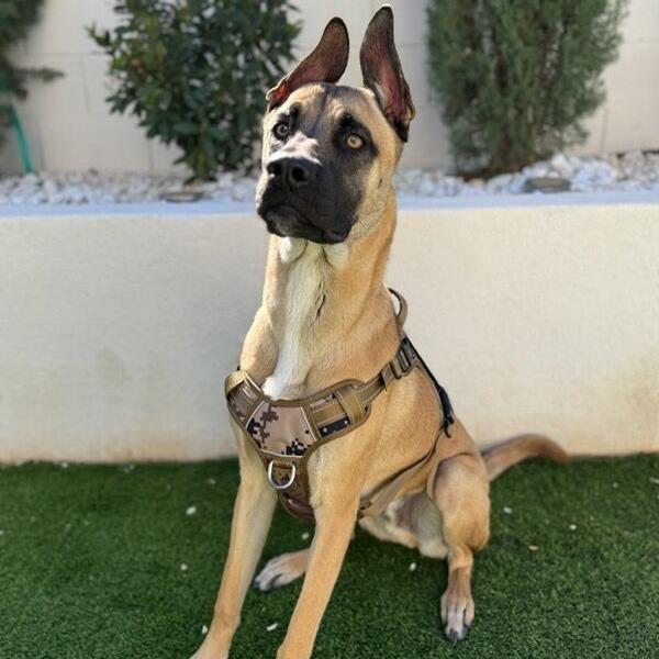 Enlarge Hercules, a Adoptable mixed breed in Las Vegas, NV image 6/6