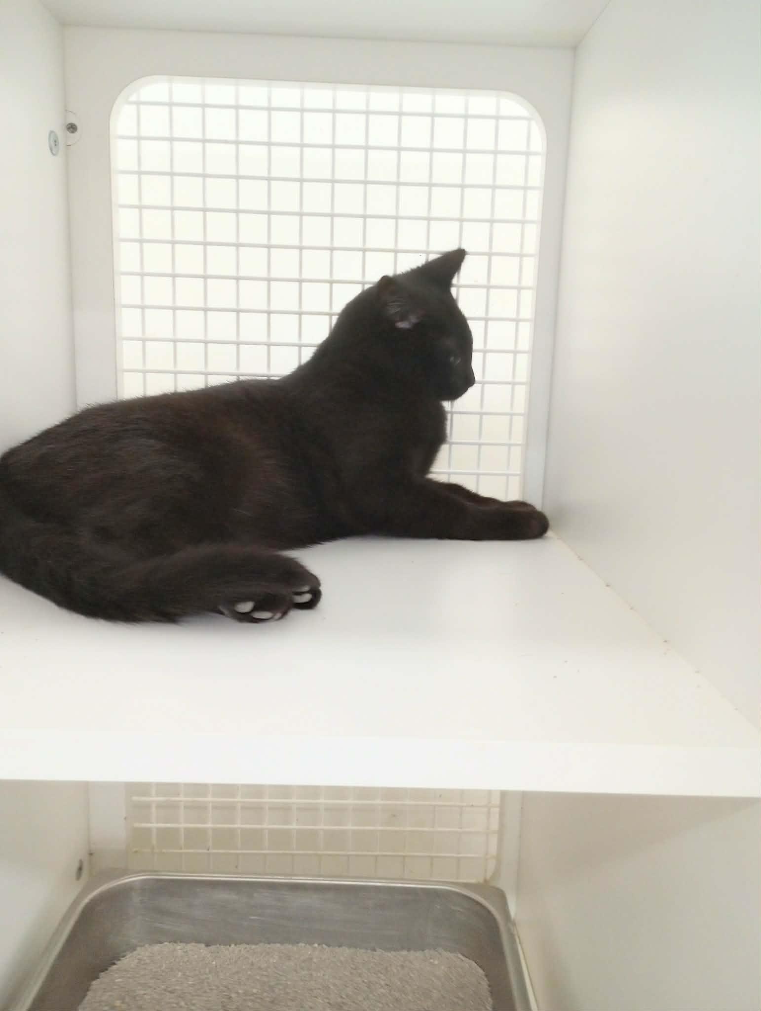 Ricky, Adoptable, Young Male Domestic Short Hair.