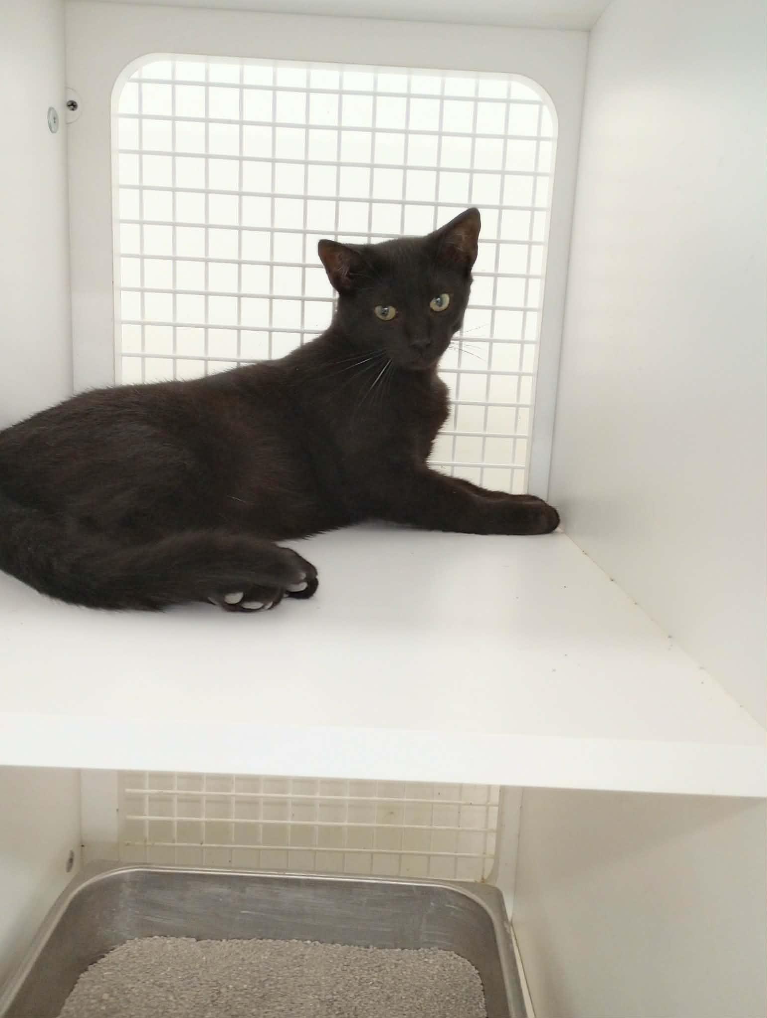 Enlarge Ricky, a Adoptable Domestic Short Hair in Frenchburg, KY image 2/3