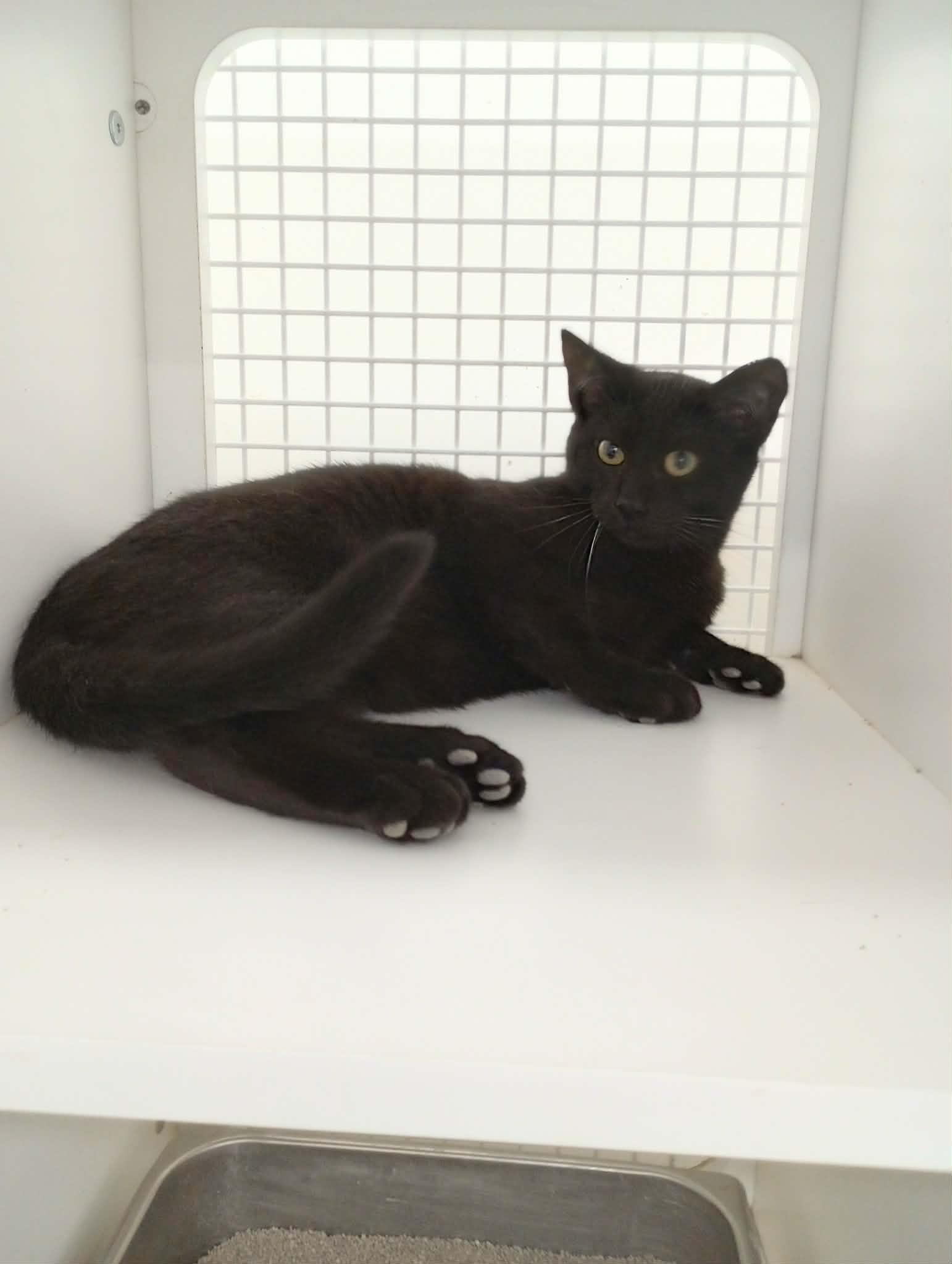 Enlarge Ricky, a Adoptable Domestic Short Hair in Frenchburg, KY image 3/3