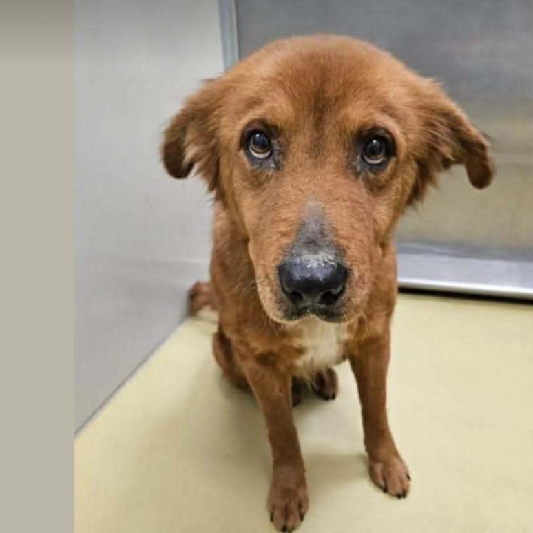 Pomegranate — thumbnail 2