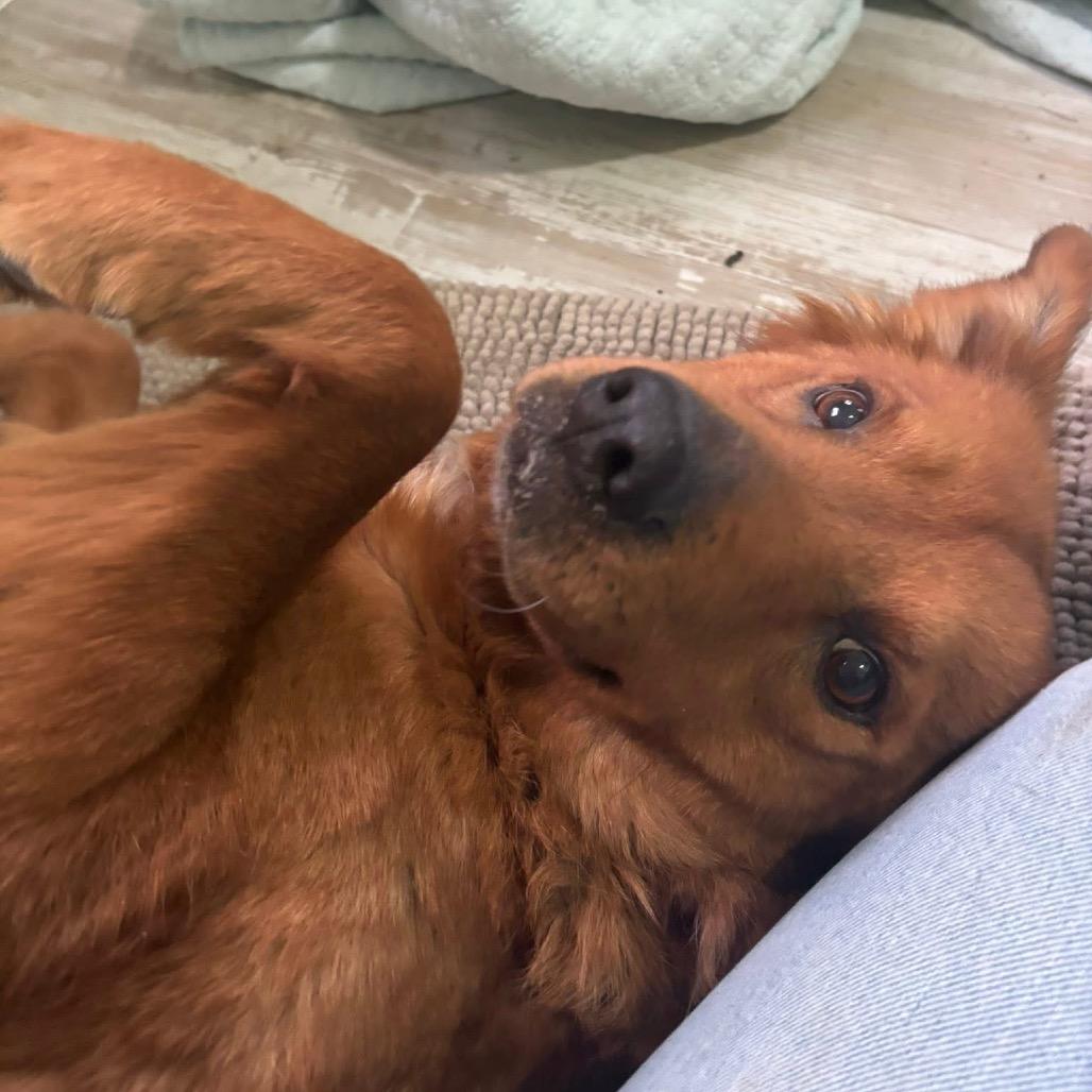 Pomegranate — thumbnail 3