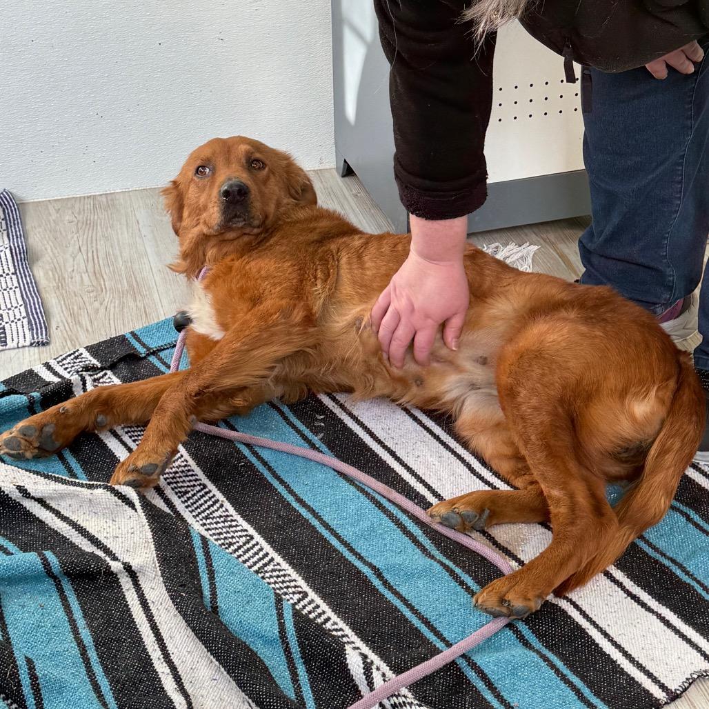 Pomegranate — thumbnail 4