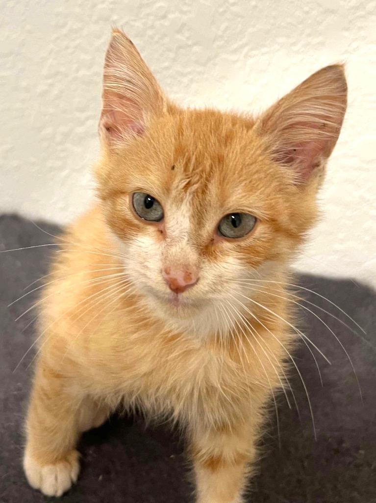 Cody, Adopted, Young Male Domestic Short Hair.
