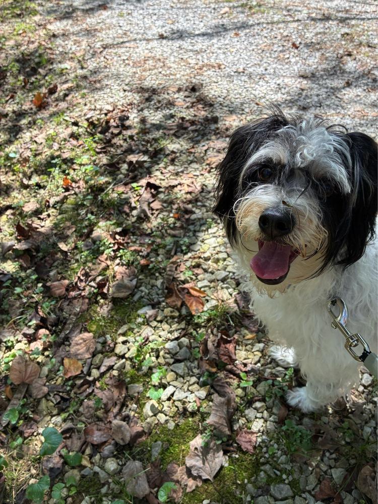 Enlarge Ollie, a Adopted mixed breed in Chattanooga, TN image 1/1