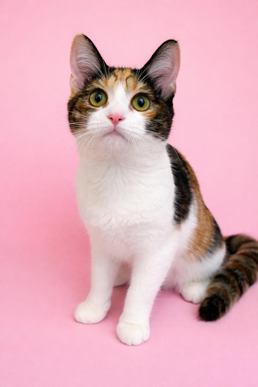 Enlarge SUMMER, a ADOPTABLE mixed breed in Reno, NV image 1/2