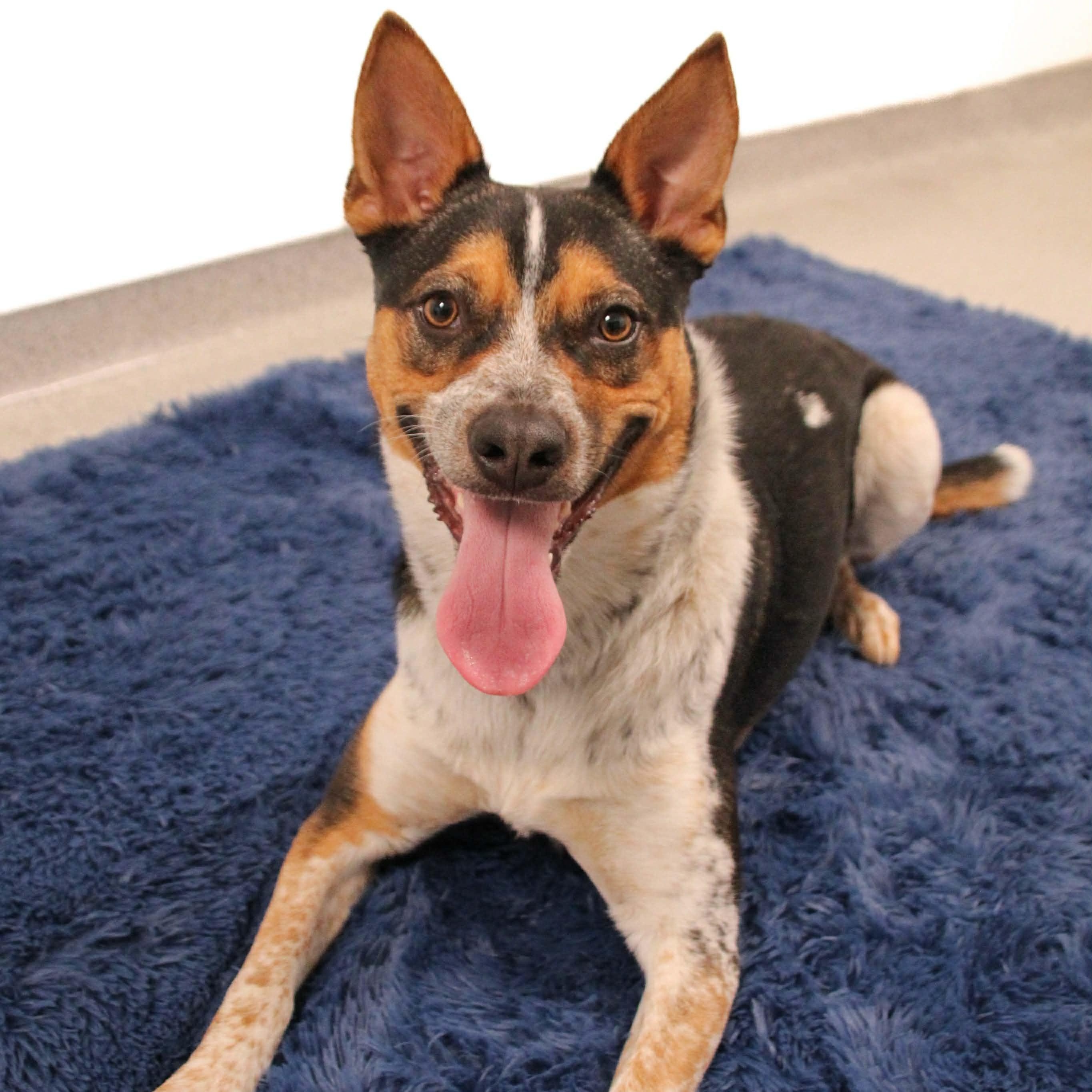 Enlarge Gus, a Adoptable mixed breed in Leroy, NY image 1/6