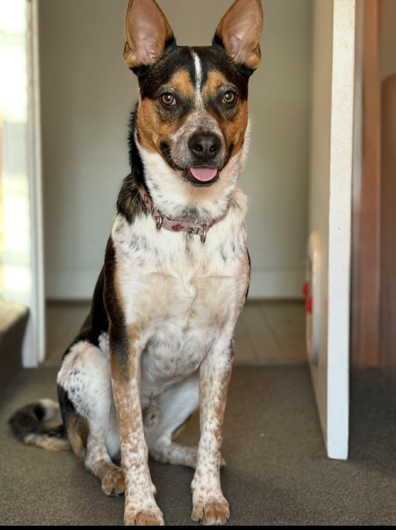 Gus, a Adoptable mixed breed in Rochester, NY image 2/6