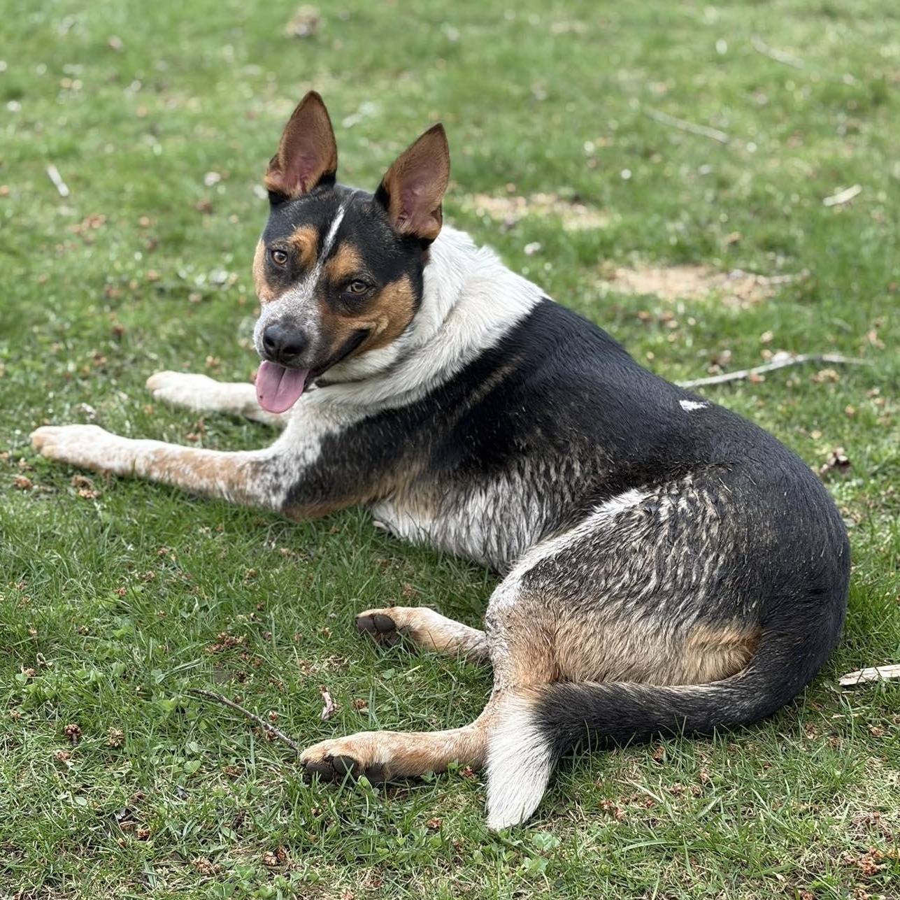 Enlarge Gus, a Adoptable mixed breed in Leroy, NY image 2/6