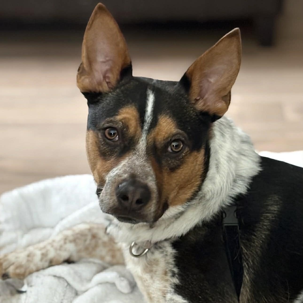 Gus, Adoptable, Adult Male Mixed Breed.