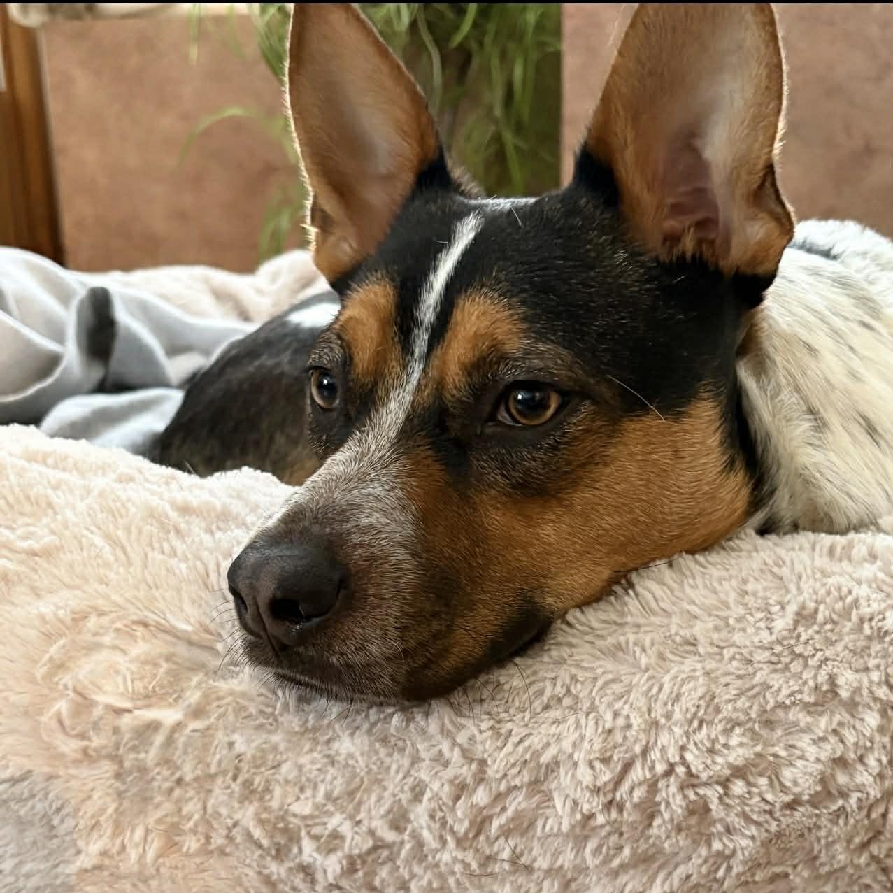 Gus, a Adoptable mixed breed in Rochester, NY image 3/6