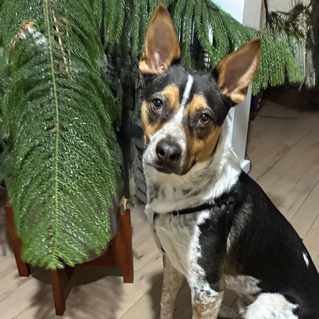 Gus, a Adoptable mixed breed in Rochester, NY image 6/6