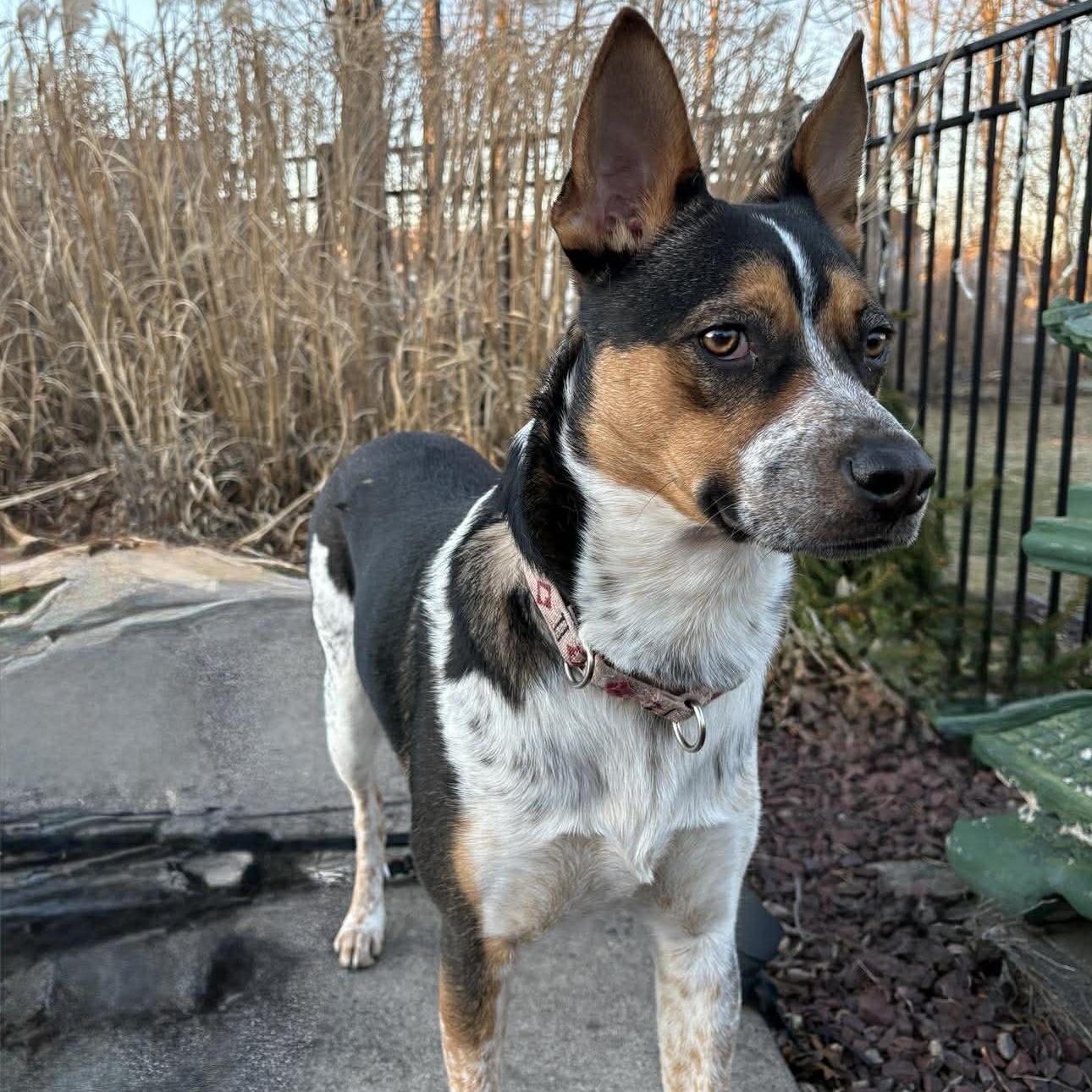 Gus, a Adoptable mixed breed in Rochester, NY image 5/6