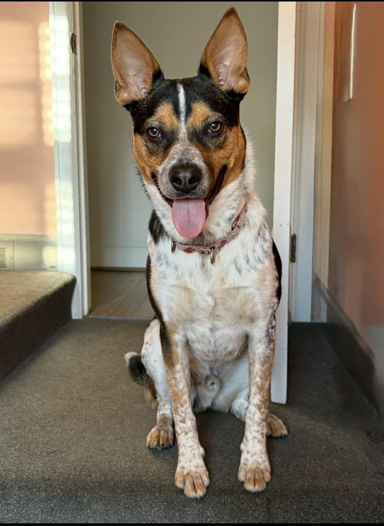 Gus, a Adoptable mixed breed in Rochester, NY image 4/6