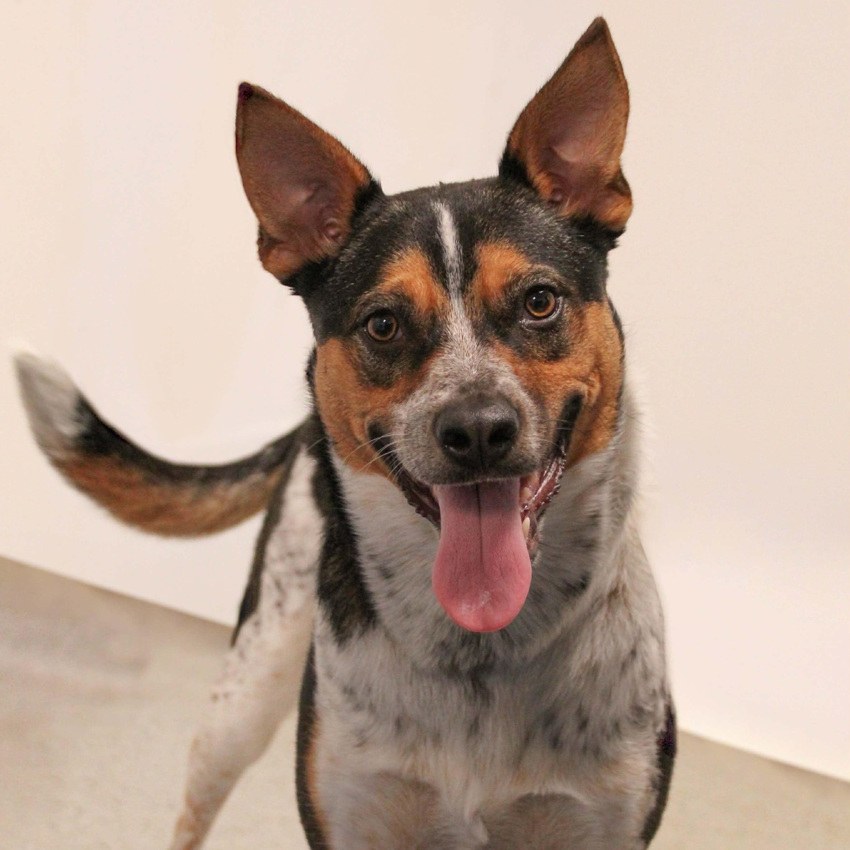 Enlarge Gus, a Adoptable mixed breed in Leroy, NY image 6/6