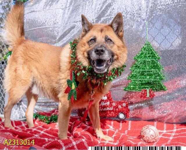 TEDDY, Adoptable, Adult Male Mixed Breed & Mixed Breed.