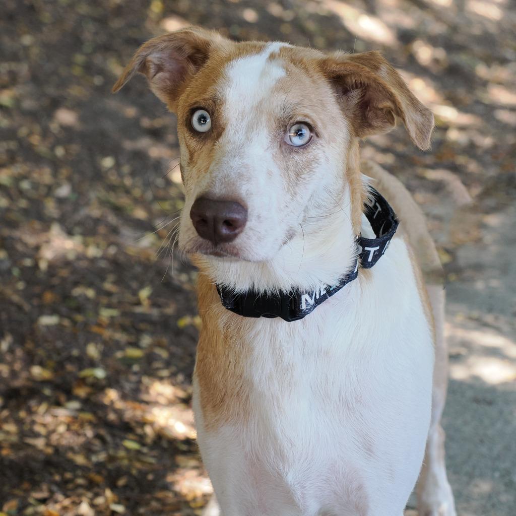 BONNIE, Adoptable, Adult Female Australian Shepherd & Mixed Breed.