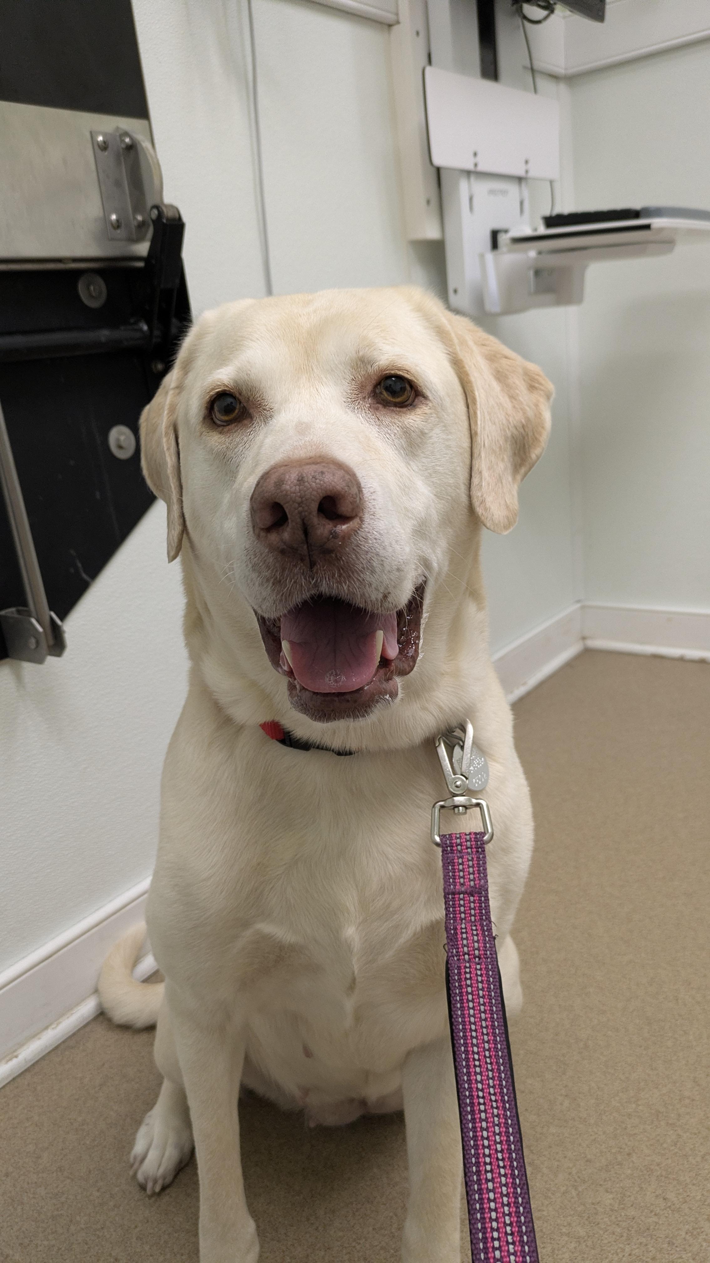 Jewel , a ADOPTABLE Labrador Retriever in Warrington, PA image 6/6