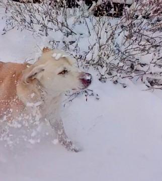 Jewel , a ADOPTABLE Labrador Retriever in Warrington, PA image 2/6