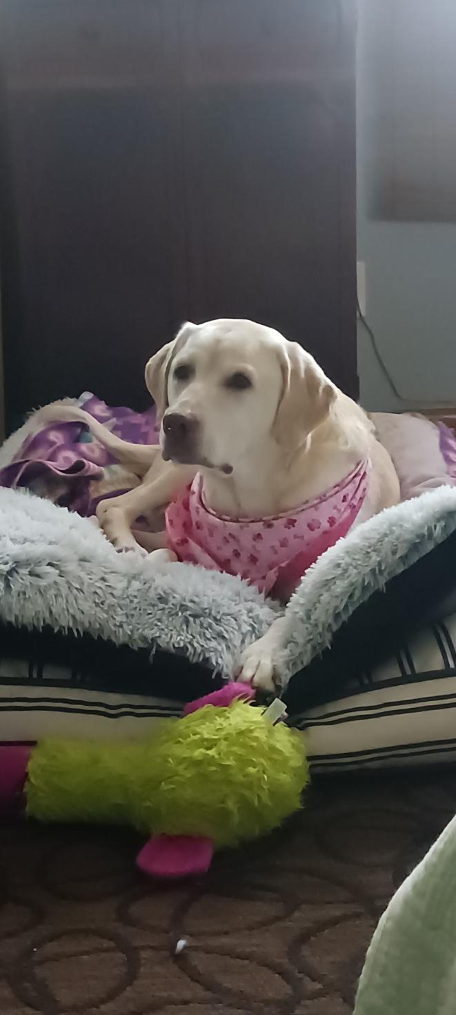 Jewel , a ADOPTABLE Labrador Retriever in Warrington, PA image 5/6