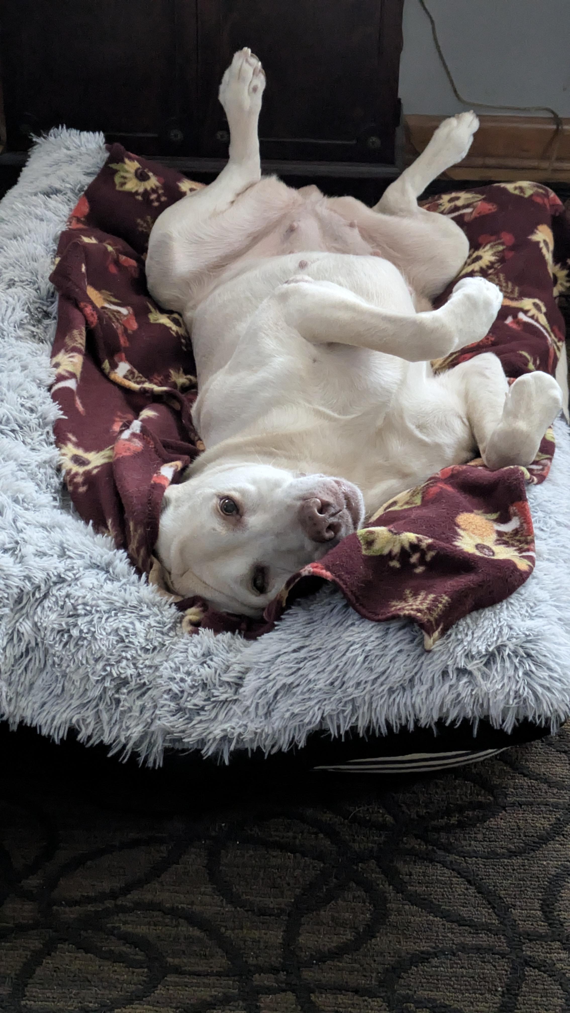 Jewel , a ADOPTABLE Labrador Retriever in Warrington, PA image 4/6