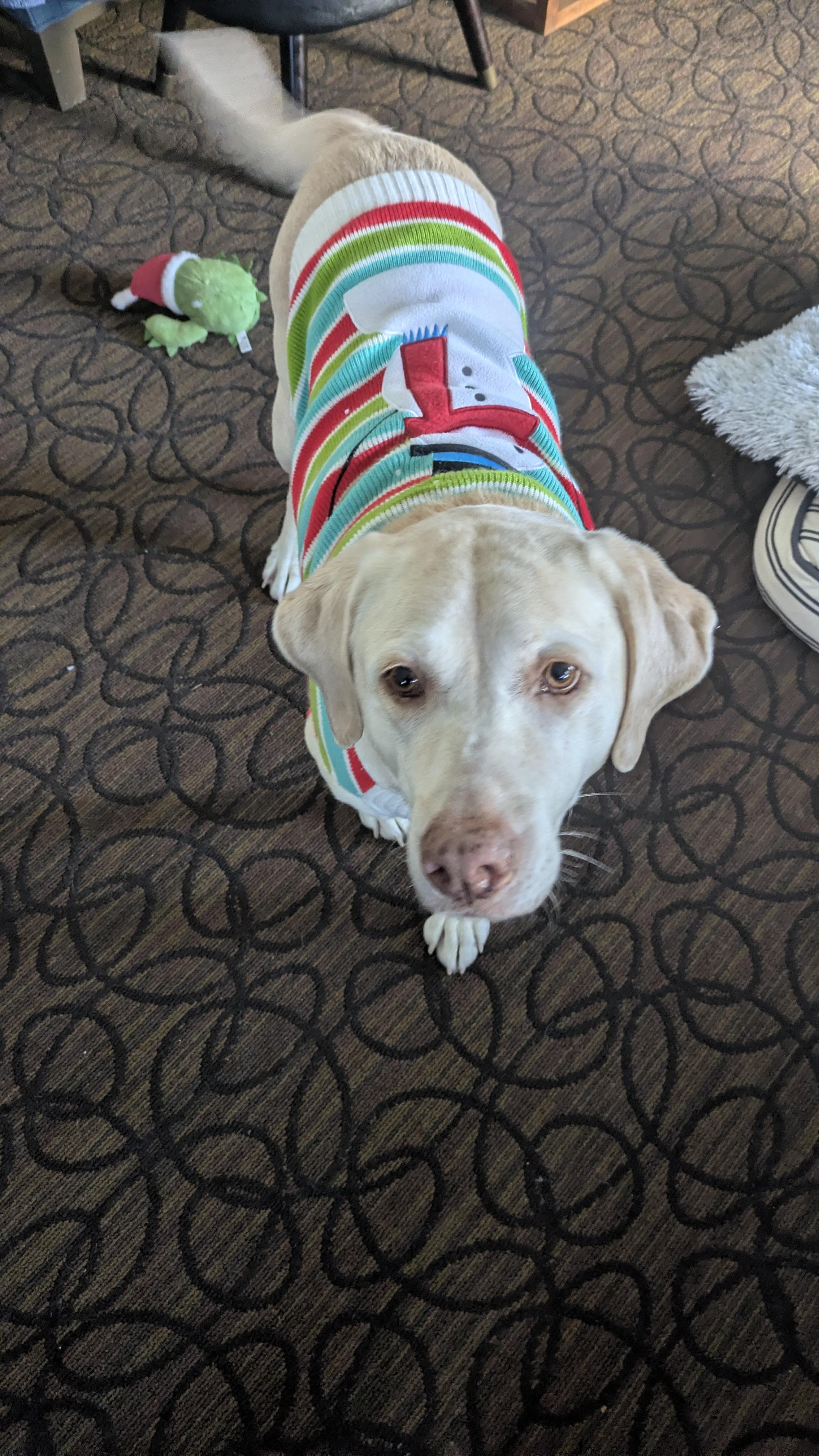 Jewel , a ADOPTABLE Labrador Retriever in Warrington, PA image 3/6