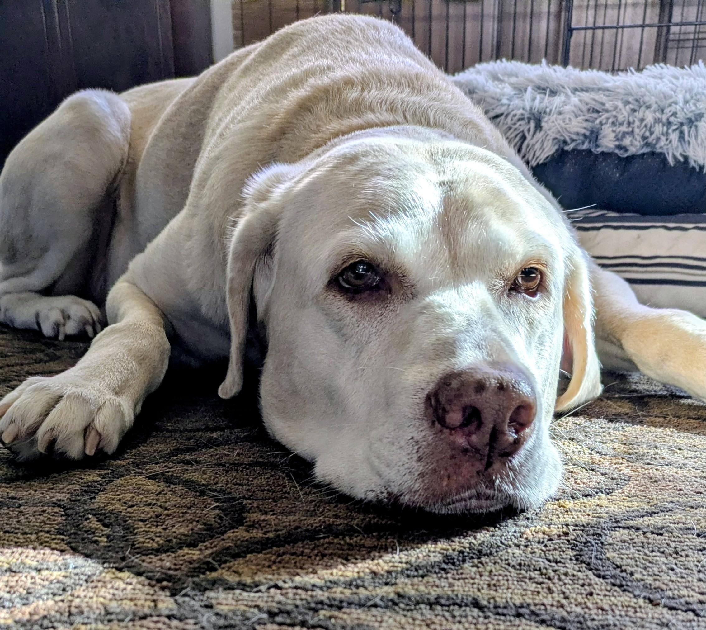 Jewel , a ADOPTABLE Labrador Retriever in Warrington, PA image 1/6