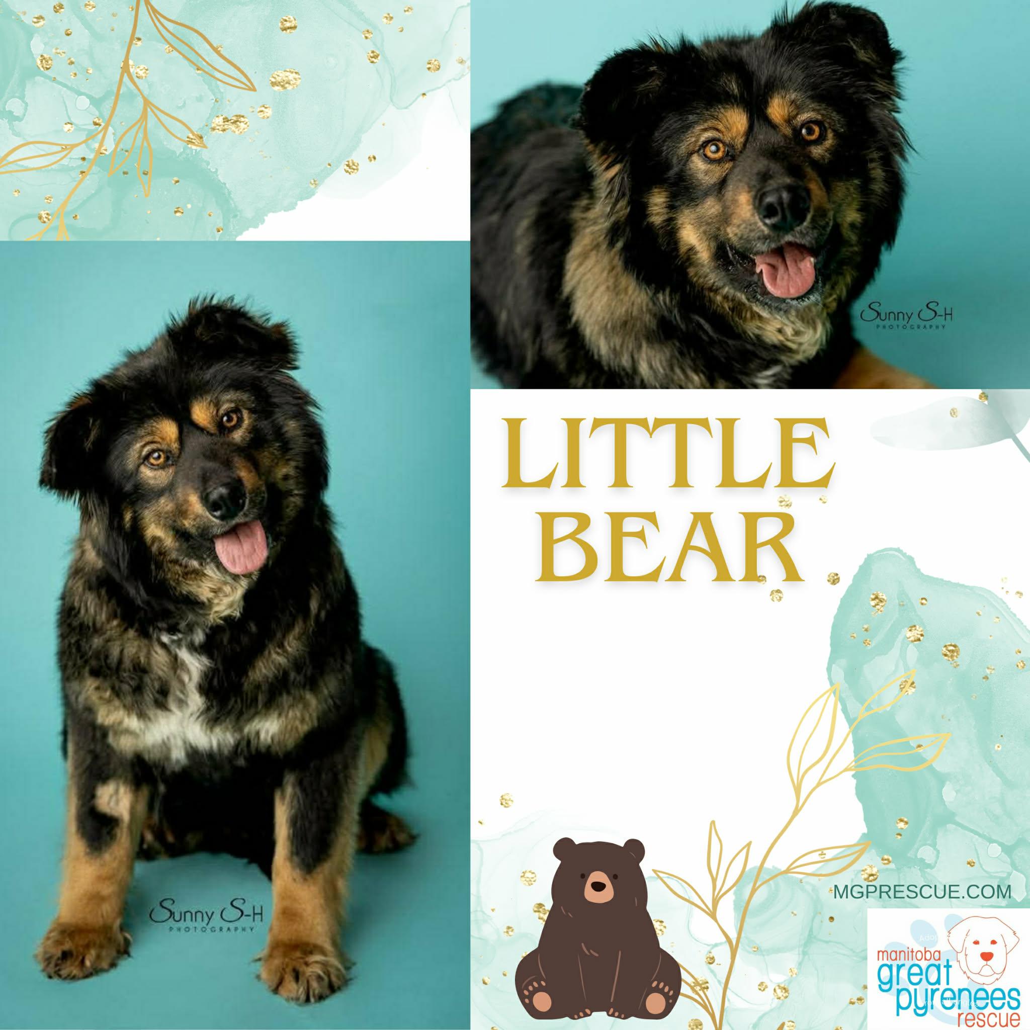 Enlarge Little Bear, a ADOPTABLE mixed breed in New Bothwell, MB image 1/1