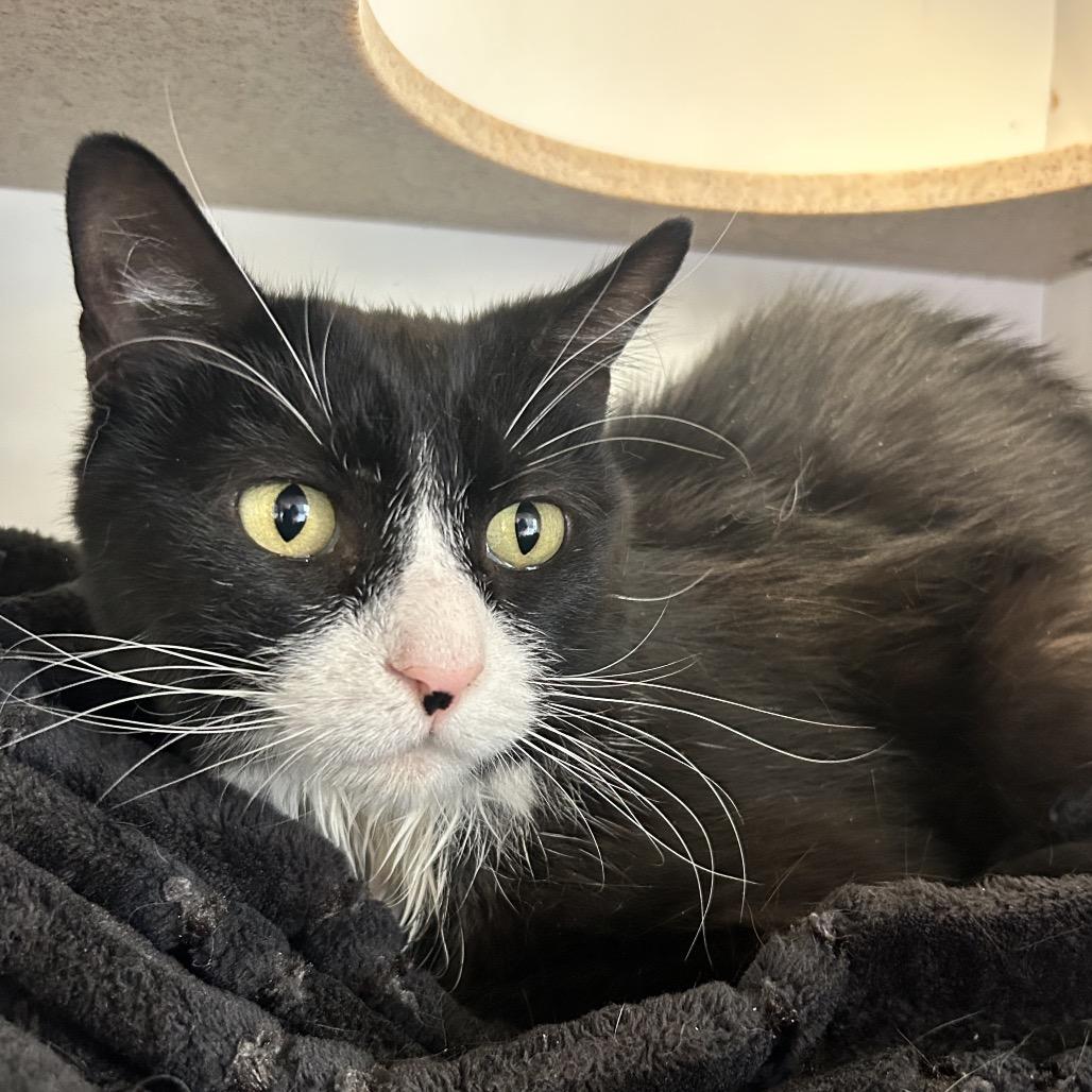 Semi, Adoptable, Adult Male Domestic Short Hair.