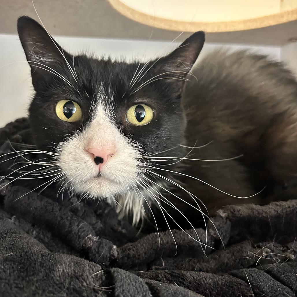 Semi, a Adoptable Domestic Short Hair in Park City, UT image 2/3