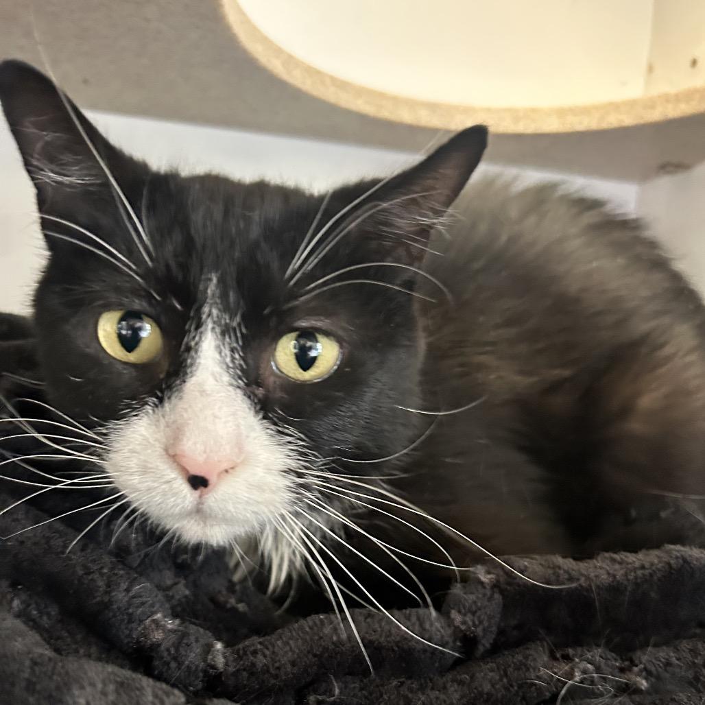 Semi, a Adoptable Domestic Short Hair in Park City, UT image 3/3