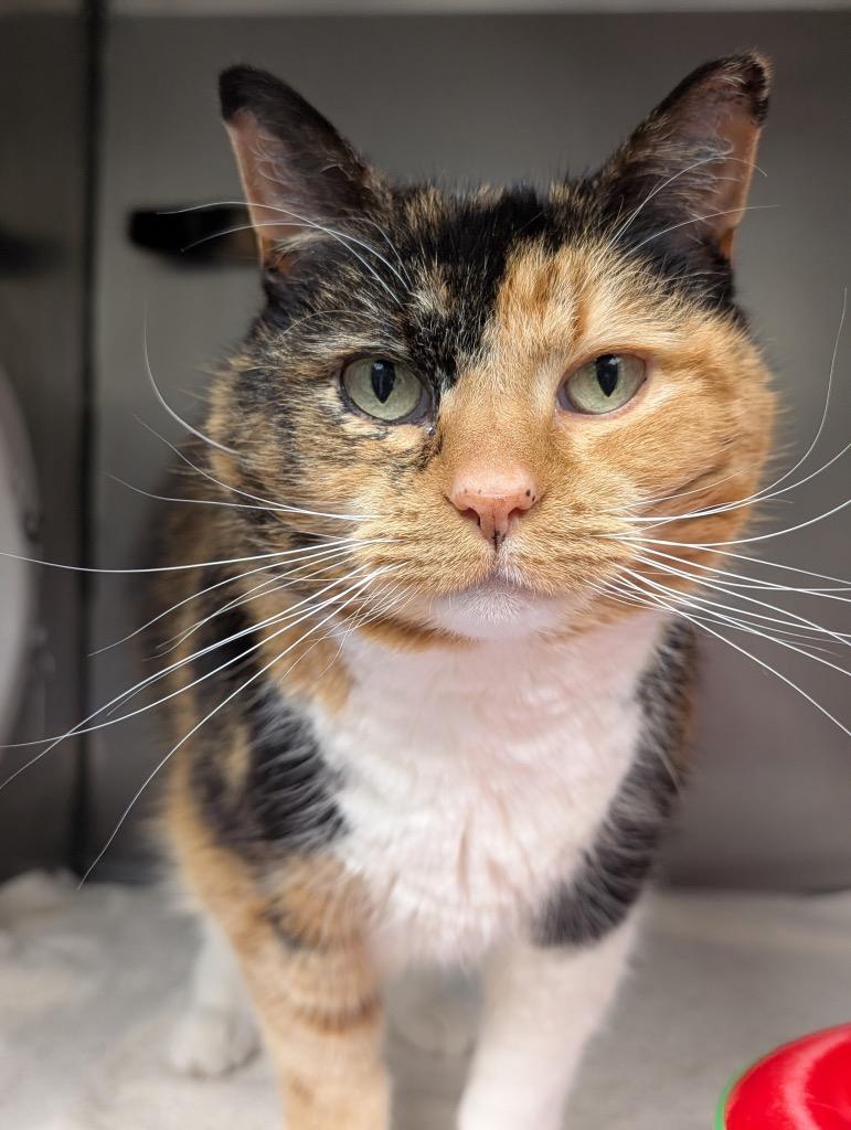 Bella, a Adoptable mixed breed in Defiance, OH image 1/3