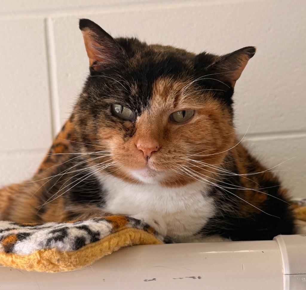 Bella, a Adoptable mixed breed in Defiance, OH image 2/3