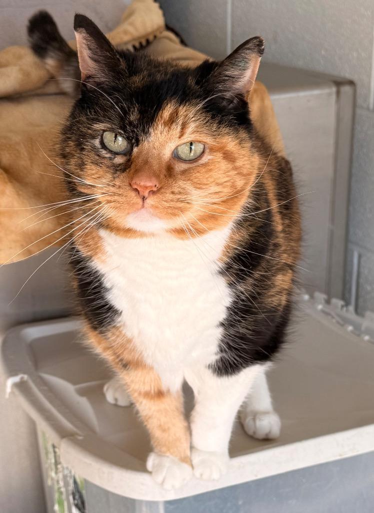 Bella, a Adoptable mixed breed in Defiance, OH image 3/3