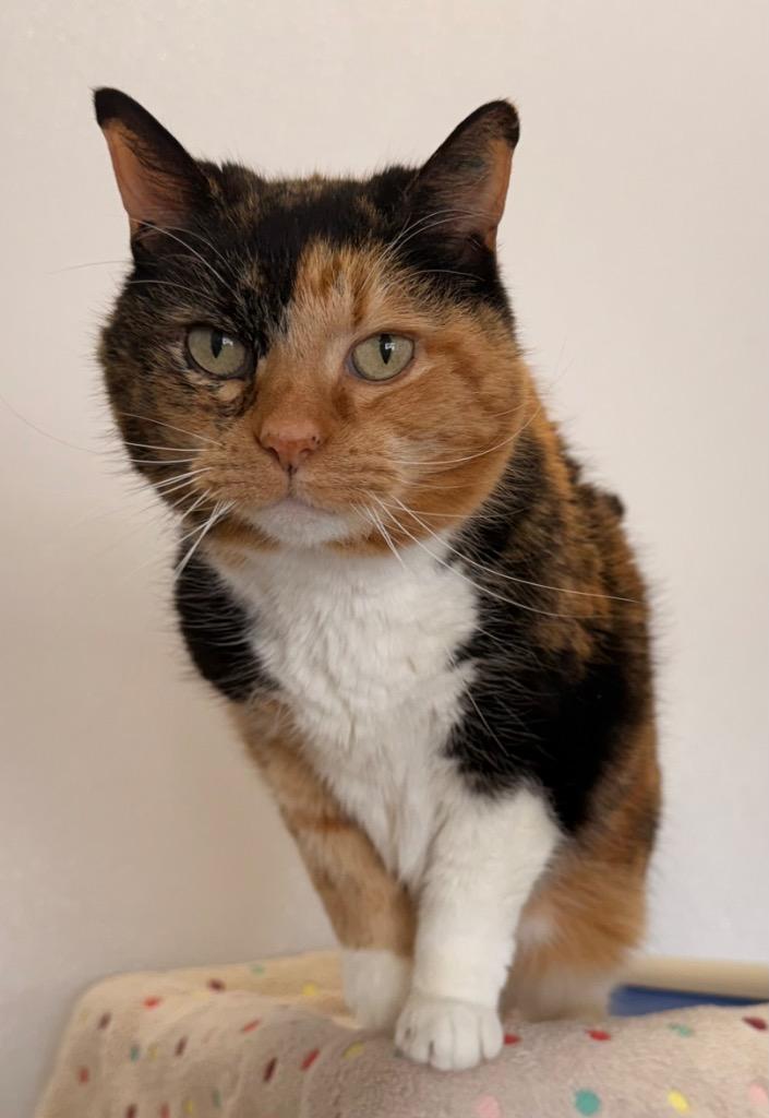 Bella, a Adoptable mixed breed in Defiance, OH image 4/4
